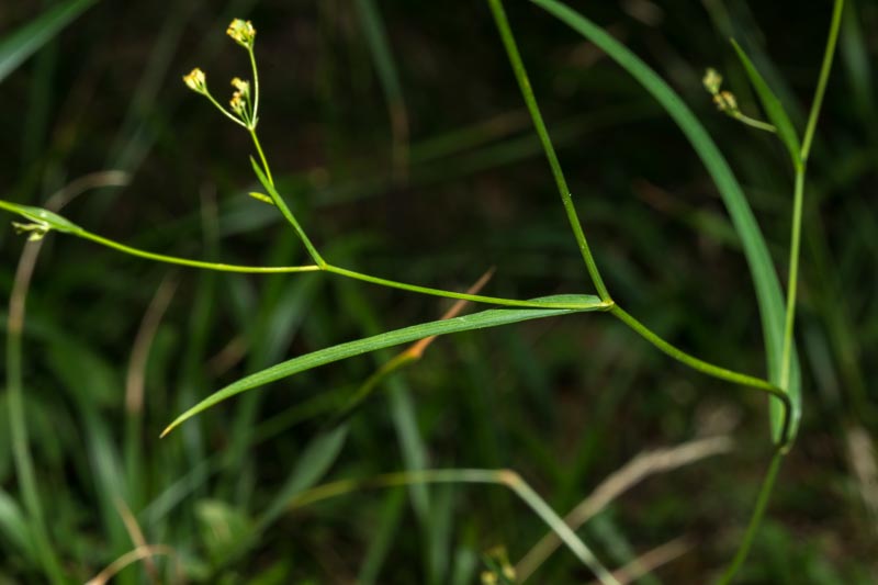 Bupleurum falcatum / Bupleuro falcato